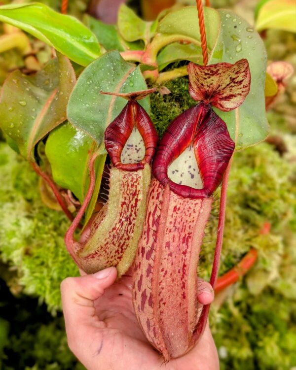 549: N. veitchii (m) x boschiana - seedgrown - (25cm)