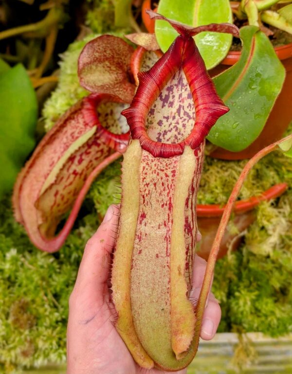 558: N. veitchii (m) x boschiana - seedgrown - 2 plants - (25 & 22 cm)