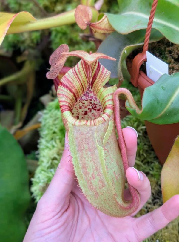 536: N. veitchii (m) x (lowii x veitchii) x boschiana - seedgrown - 2 plants - (23 & 18 cm)
