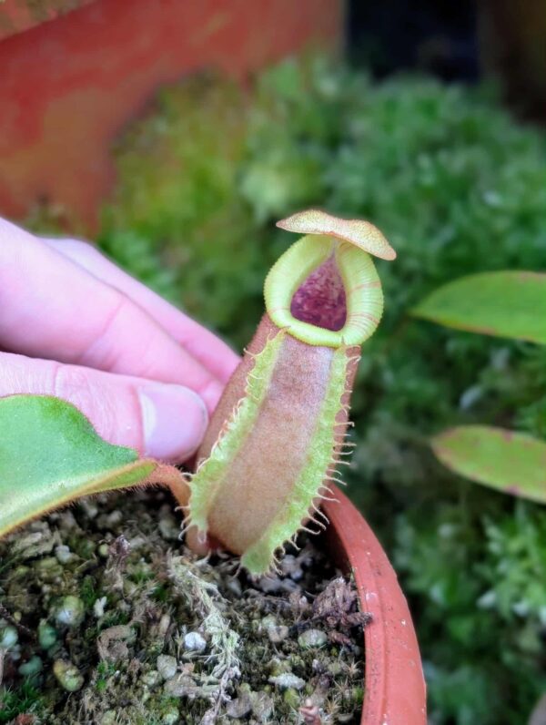 534: N. veitchii (m) x (lowii x veitchii) x boschiana - seedgrown - (10cm)