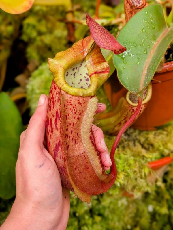 557: N. veitchii (m) x boschiana - seedgrown - 2 plants - (29 & 15 cm)