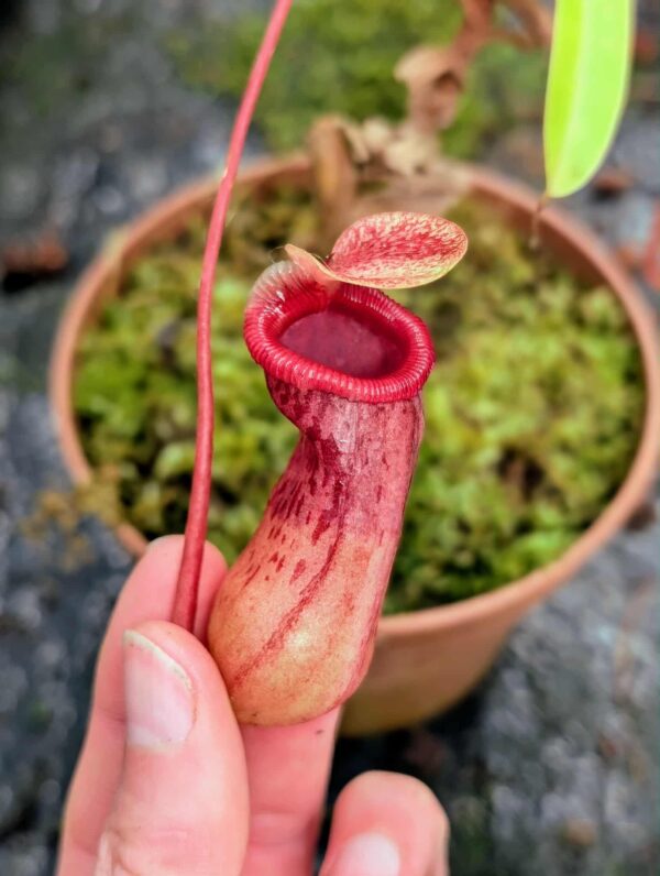 512: N. (ventricosa x sibuyanensis)  x ventricosa EP - RED - RC - (11 cm)