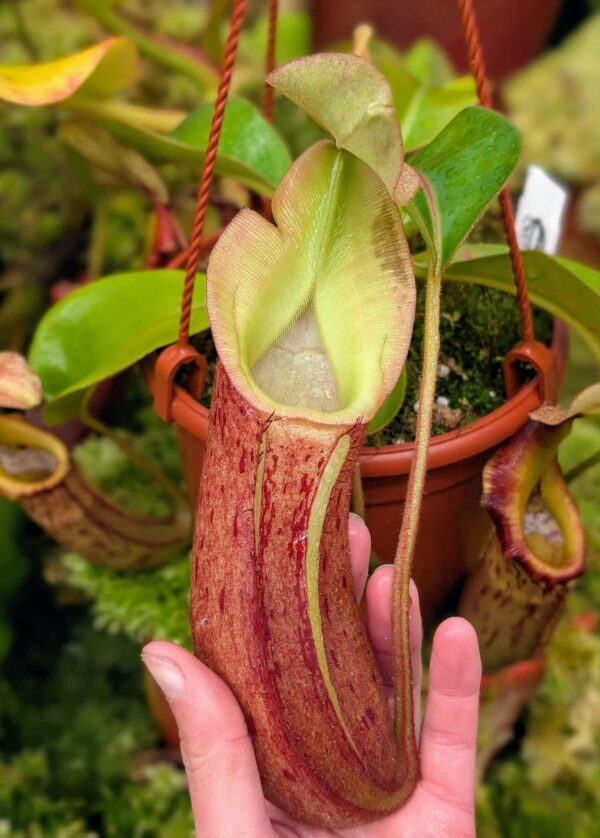551: N. [(lowii x veitchii) - red x veitchii] x {(lowii x boschiana x [(lowii x veitchii H/L) x sibuyanensis x trusmadiensis)]} - seedgrown - (26cm)