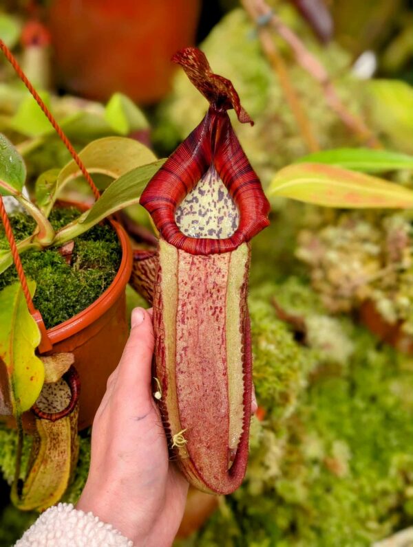 546: N. veitchii (m) x boschiana - seedgrown - (30cm)