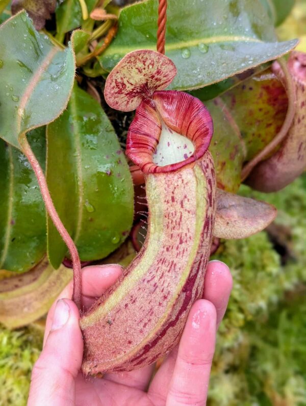 541: N. veitchii (m) x boschiana - seedgrown - 2 plants - (27 & 22 cm)