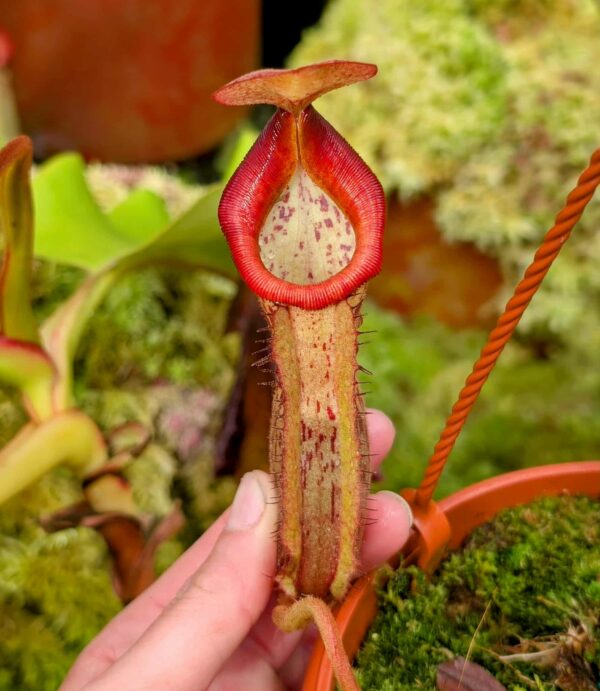 552: N. [(lowii x veitchii) - red x veitchii] x {(lowii x boschiana x [(lowii x veitchii H/L) x sibuyanensis x trusmadiensis)]} - seedgrown - (19cm)