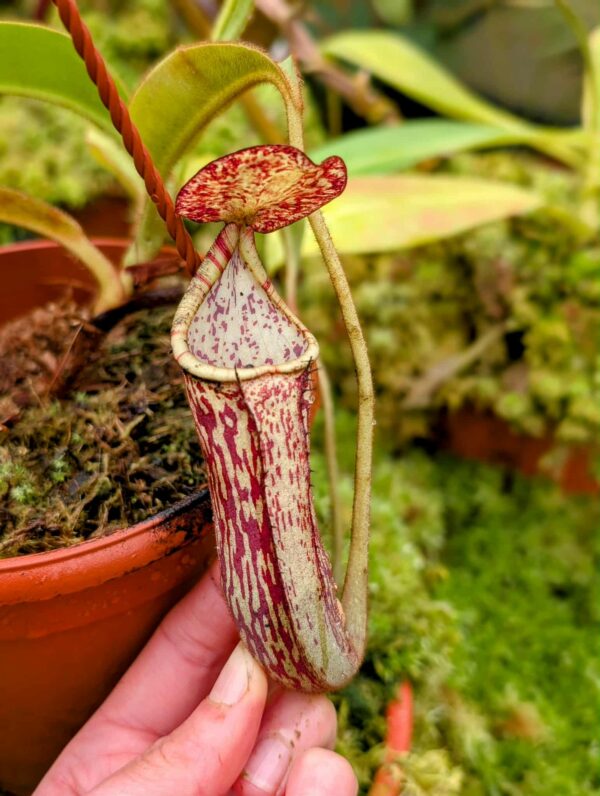 691: N. natural hybrid from Gunung Mantapok - (16cm)