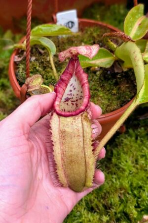574: N. veitchii (m) x boschiana - seedgrown - 2 plants - (16 & 12cm)