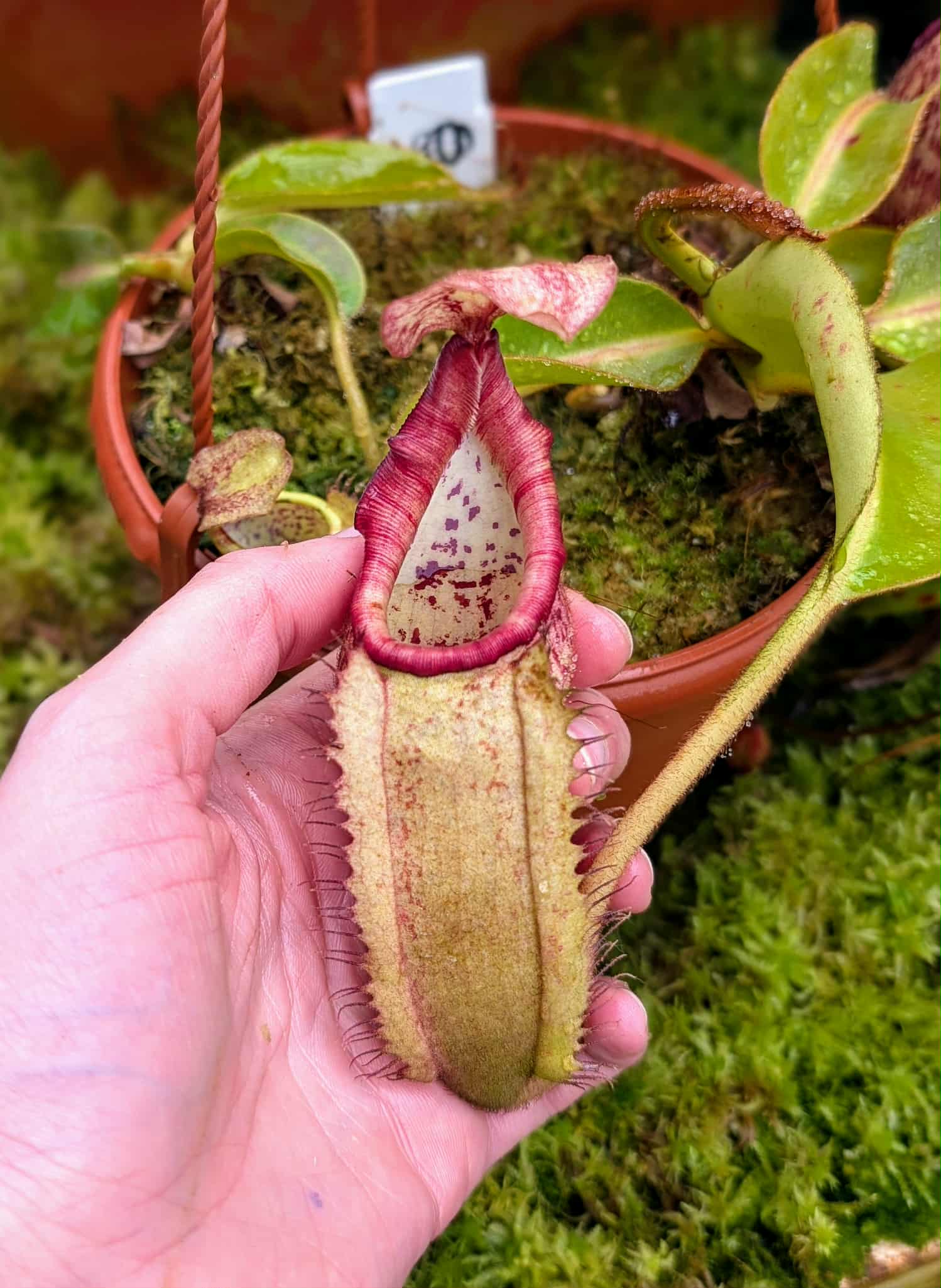 574: N. veitchii (m) x boschiana - seedgrown - 2 plants - (16 & 12cm)
