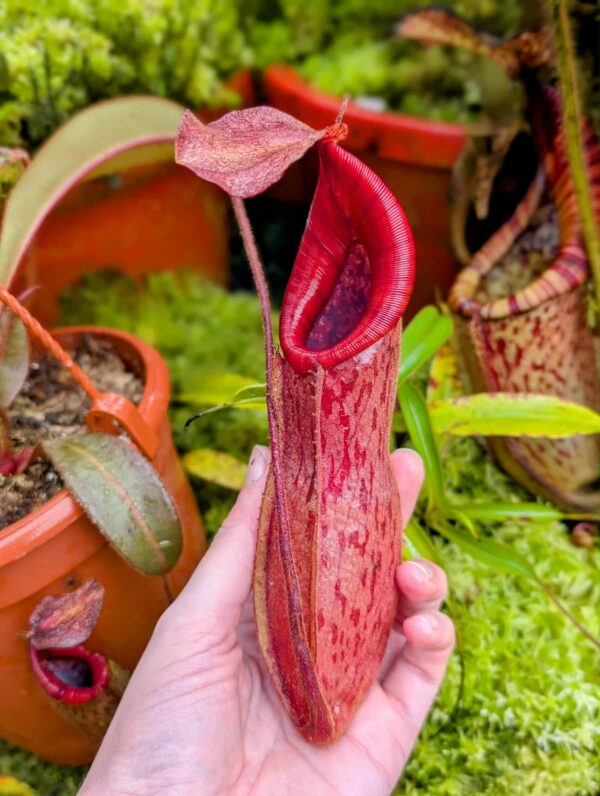 702: N. thorelii x  [(veitchii x maxima) x veitchii] - seedgrown - (27cm)