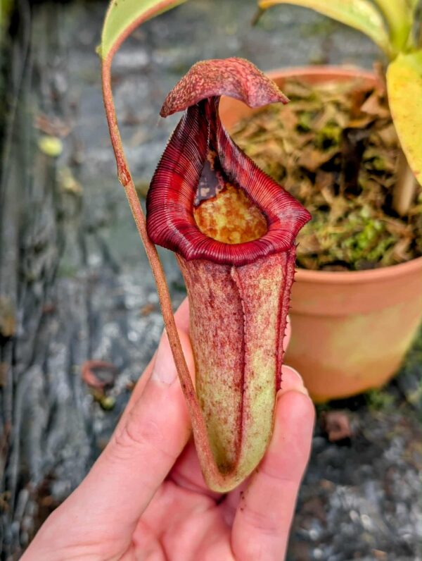 513: N. [(lowii x veitchii) x boschiana] x trusmadiensis - EP - RC - (23cm)