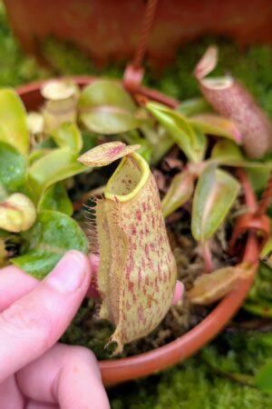 571: N. veitchii (m) x boschiana - seedgrown - 2 plants - (10 & 10cm)