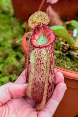 567: N. veitchii (m) x boschiana - seedgrown - (14cm)