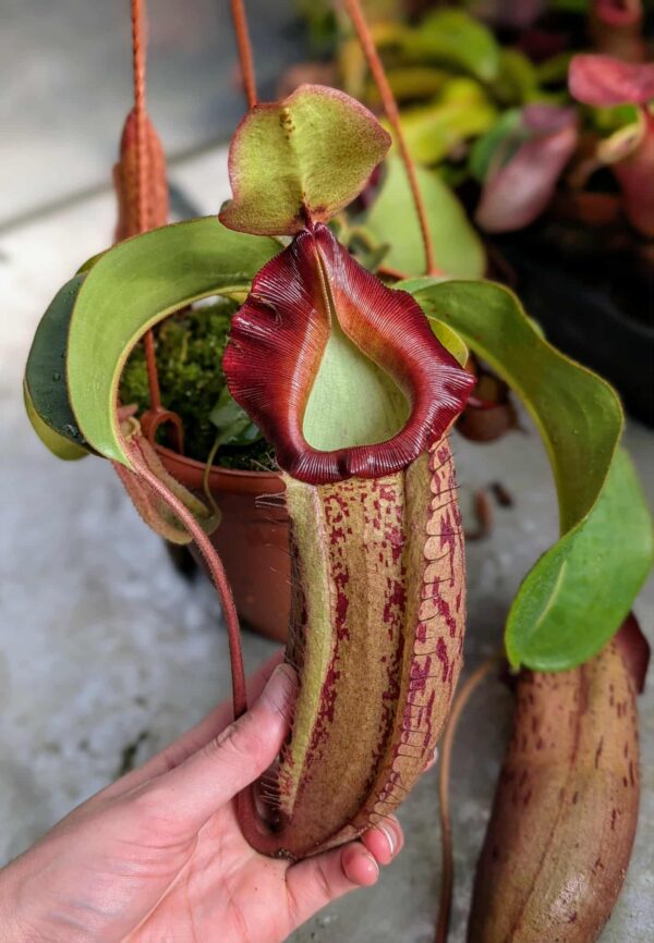 521: N. veitchii (m) x (lowii x veitchii) x boschiana - seedgrown - (34cm)