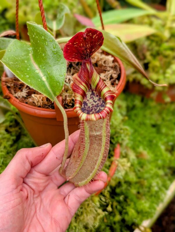 693: [(lowii x veitchii) x boschiana] x [(veitchii x maxima) x veitchii] x [(lowii x veitchii) x boschiana] - (27cm)