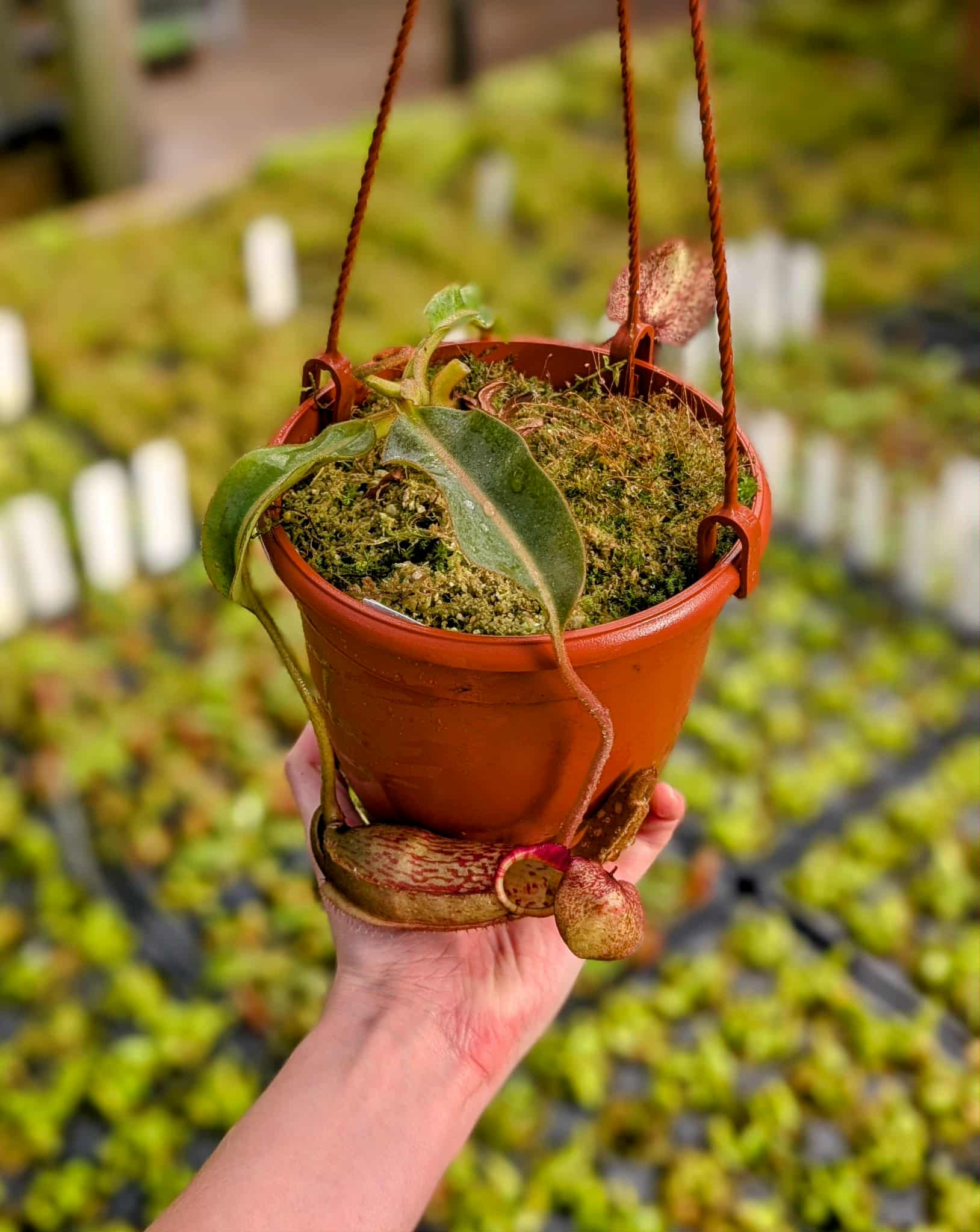 c11ab36c-fe47-481a-a591-526d387e862b