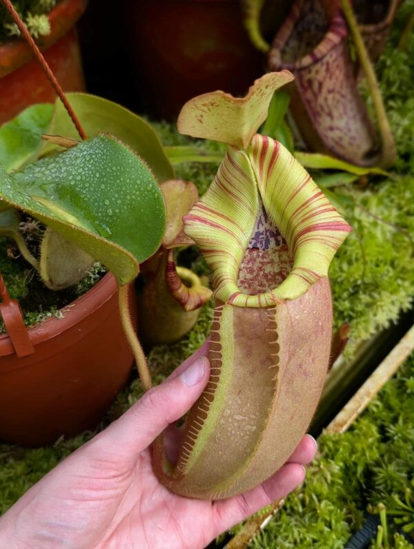 525: N. veitchii (m) x (lowii x veitchii) x boschiana - seedgrown - (26cm)