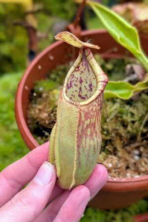 566: N. veitchii (m) x boschiana - seedgrown - (20cm)