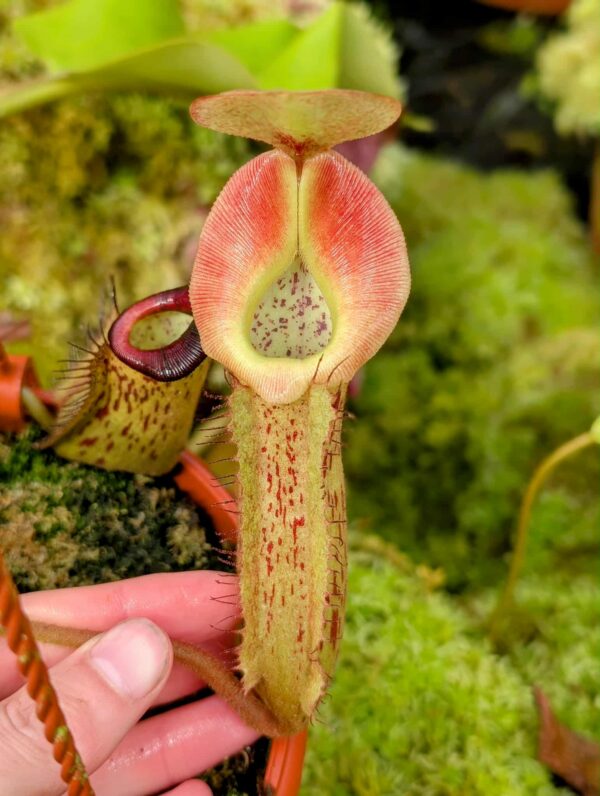 550: N. [(lowii x veitchii) - red x veitchii] x {(lowii x boschiana x [(lowii x veitchii H/L) x sibuyanensis x trusmadiensis)]} - seedgrown - (15cm)