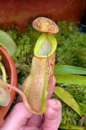 573: N. veitchii (m) x boschiana - seedgrown - 2 plants - (13 & 12cm)