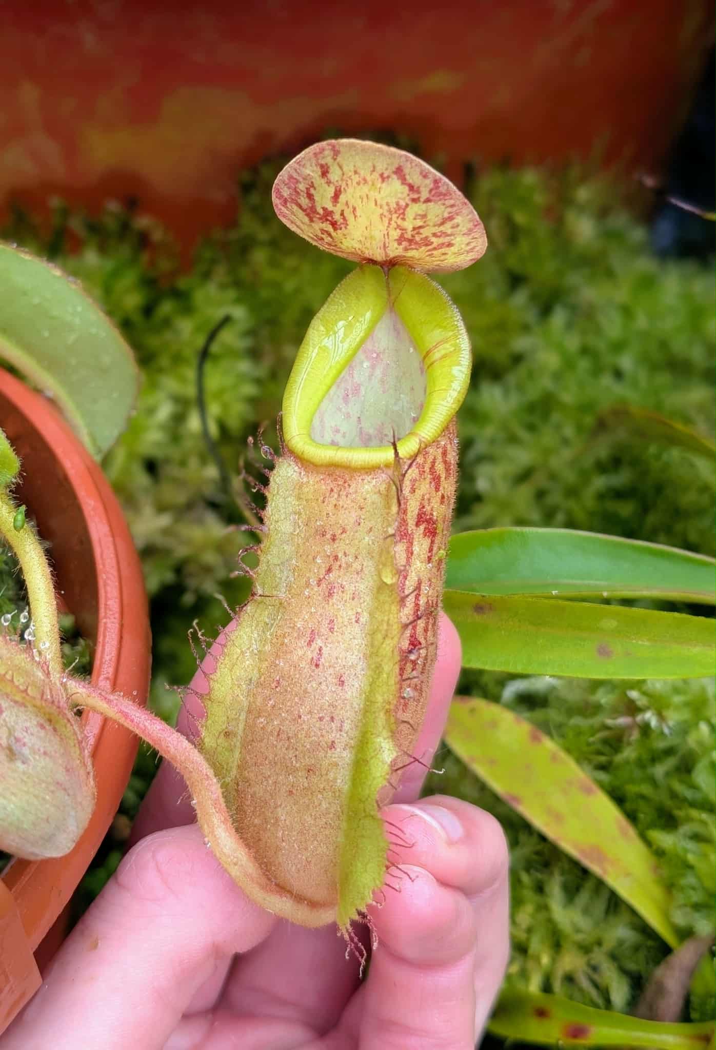 573: N. veitchii (m) x boschiana - seedgrown - 2 plants - (13 & 12cm)