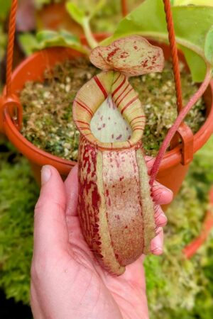 578: N. veitchii (m) x boschiana - seedgrown - (20cm)