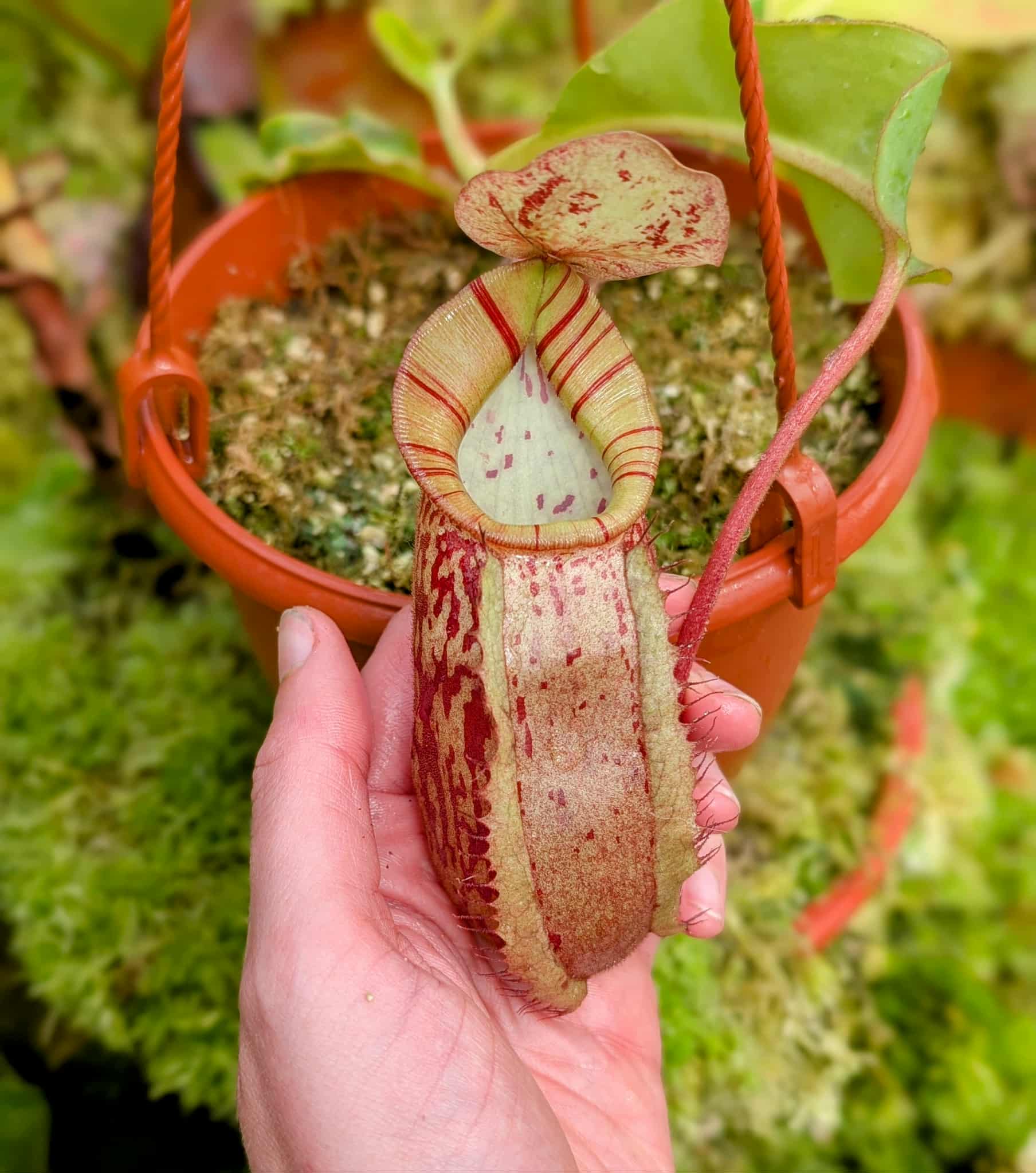 578: N. veitchii (m) x boschiana - seedgrown - (20cm)