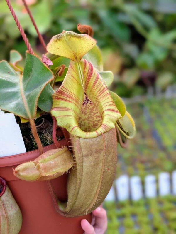 532: N. veitchii (m) x (lowii x veitchii) x boschiana - seedgrown - 2 plants - (28 & 23 cm)