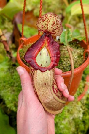 580: N. veitchii (m) x boschiana - seedgrown - (18cm)