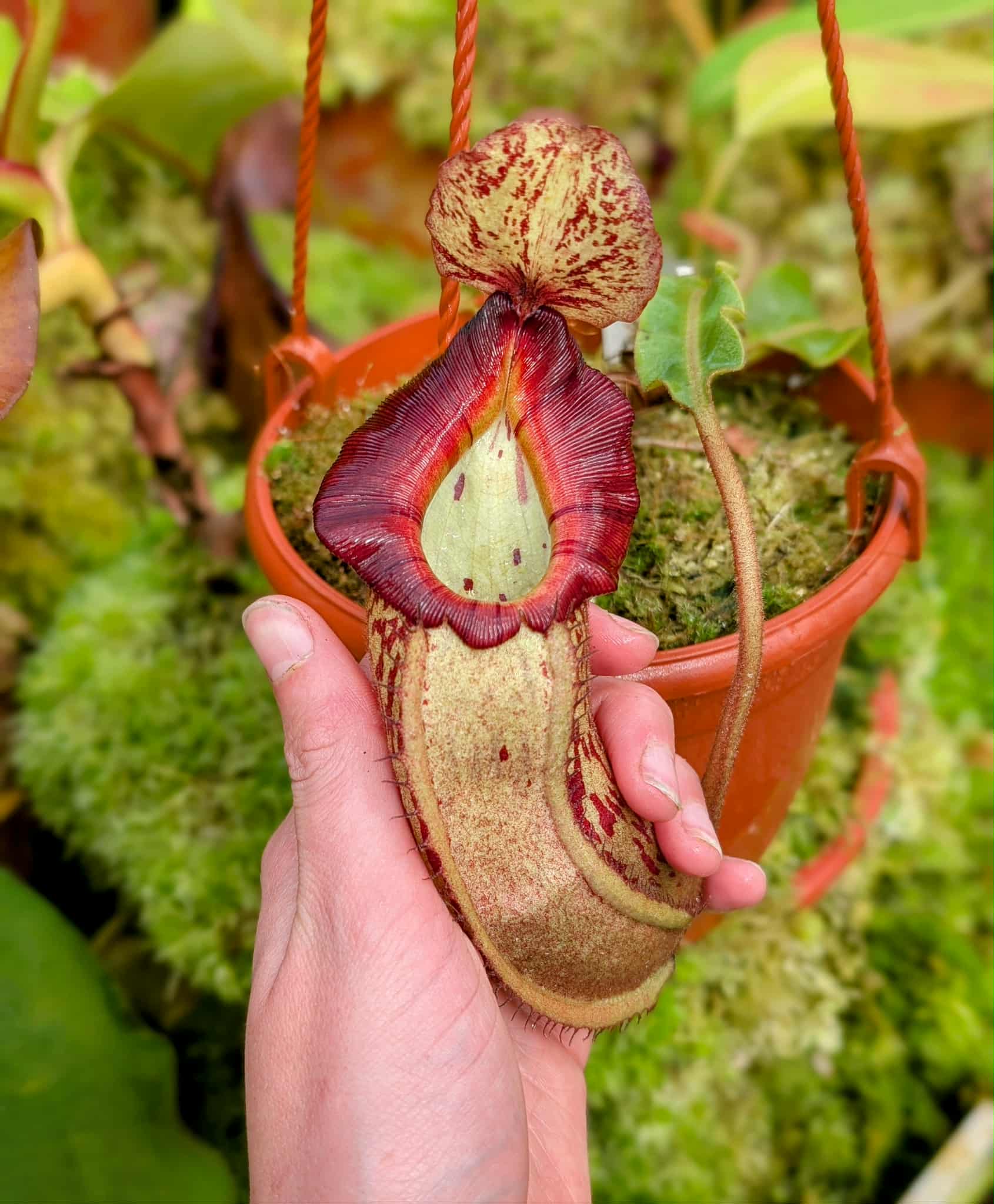 580: N. veitchii (m) x boschiana - seedgrown - (18cm)