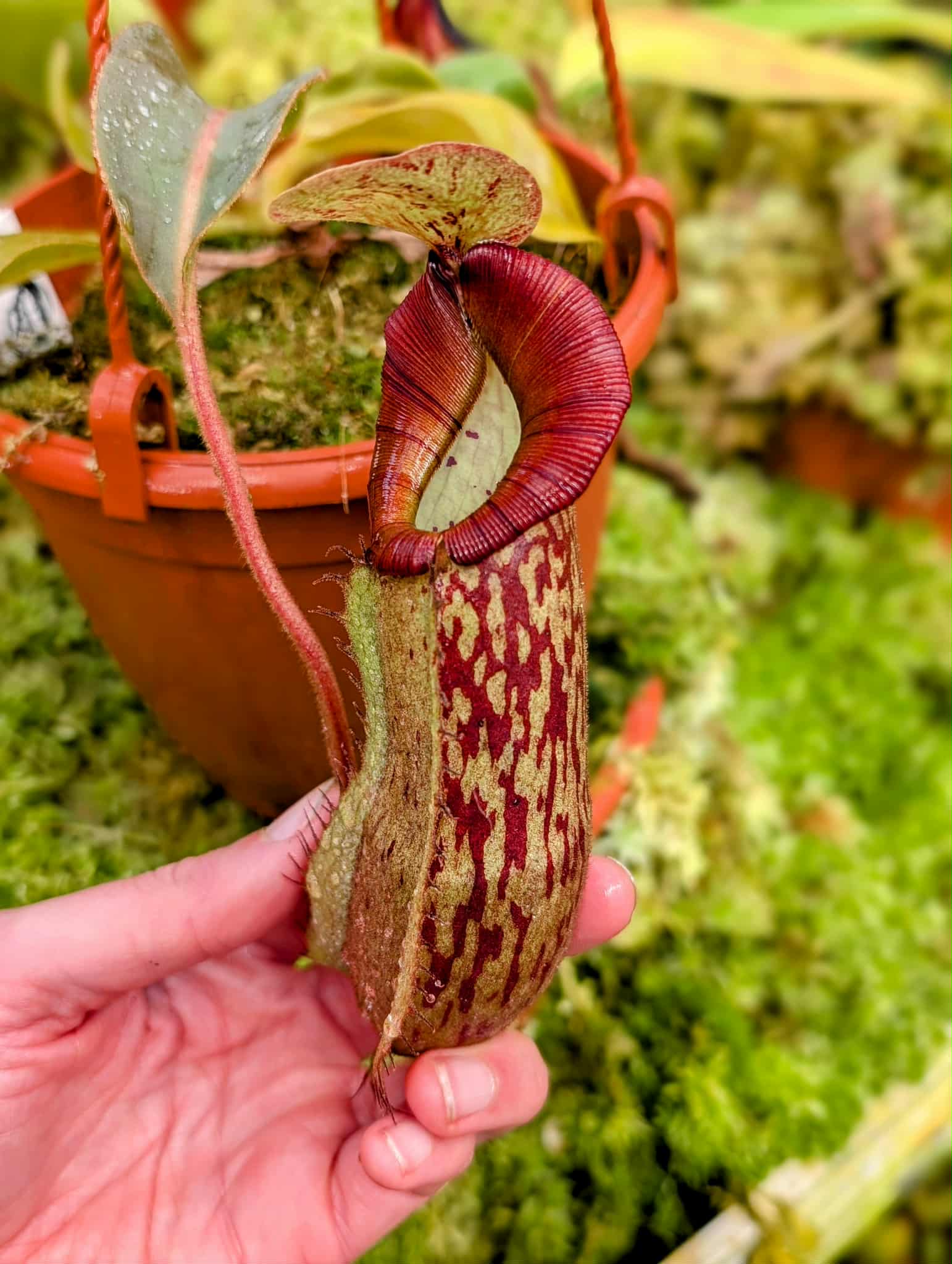 e3bcd18b-5294-4363-bb12-80459d1903f5