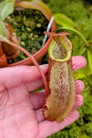 572: N. veitchii (m) x boschiana - seedgrown - 2 plants - (16 & 10cm)