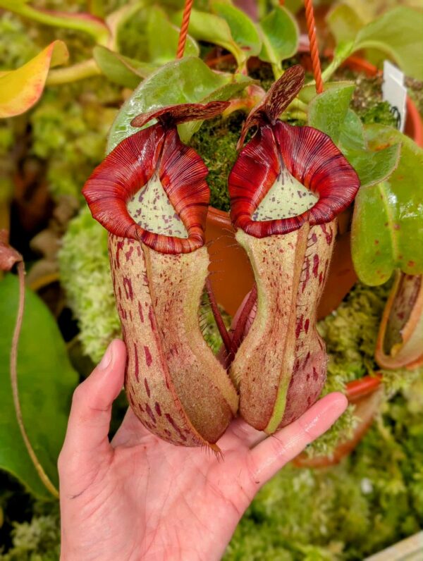 547: N. veitchii (m) x boschiana - seedgrown - (28cm)