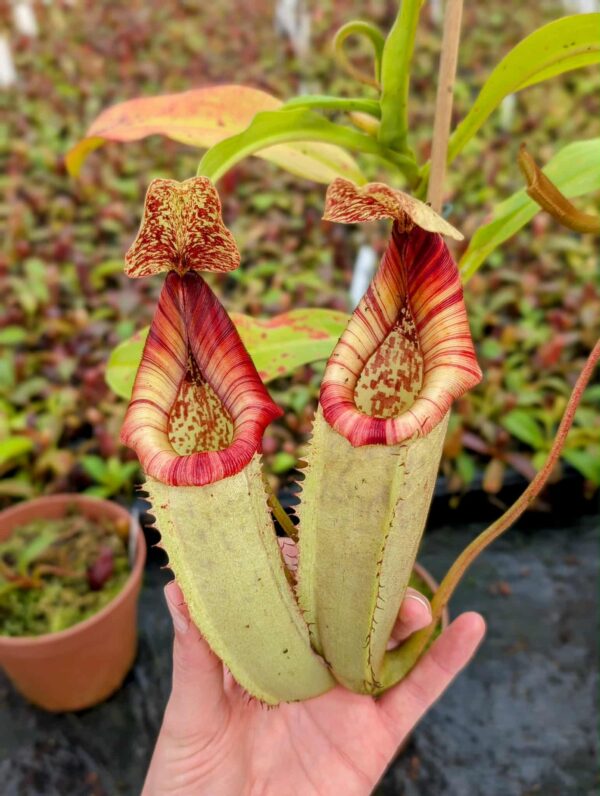 501: N. (Rokko ‘Exotica’ x boschiana) x veitchii (Hose Mountains) - RC - (34cm)