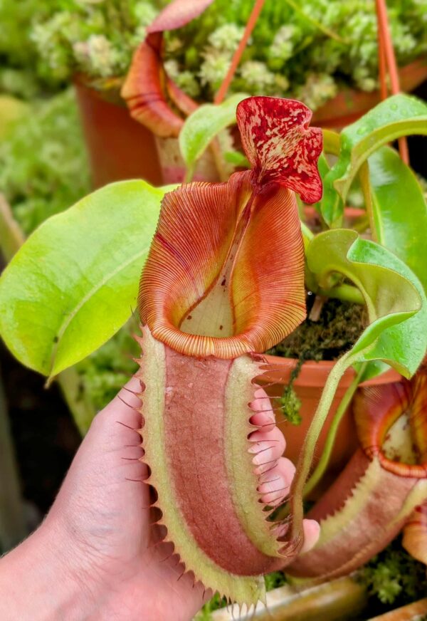 779: N. [(Rokko ‘Exotica’ x boschiana) x veitchii ] x veitchii (Hose Mountains) - EP - (34 cm)
