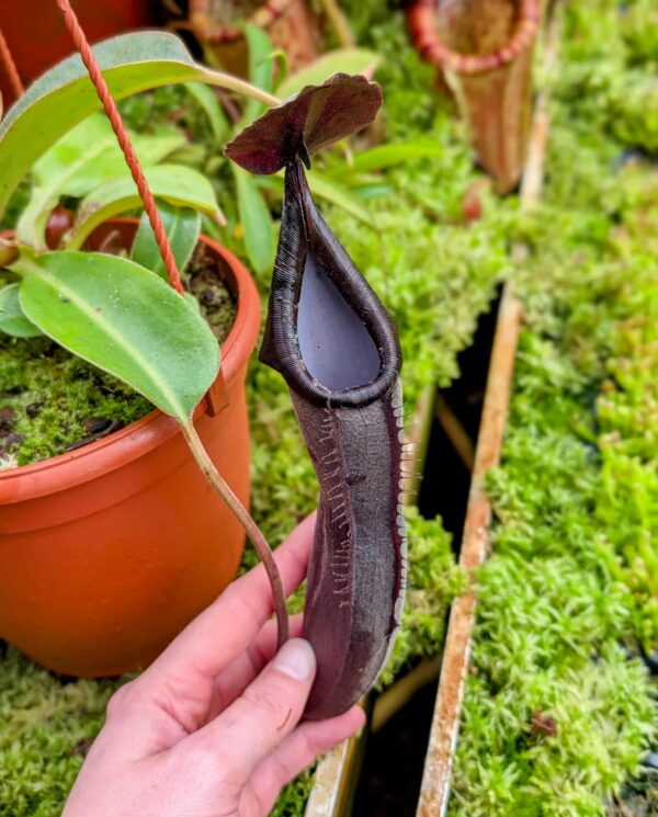 829: N. lingulata x truncata - SG - (21cm)