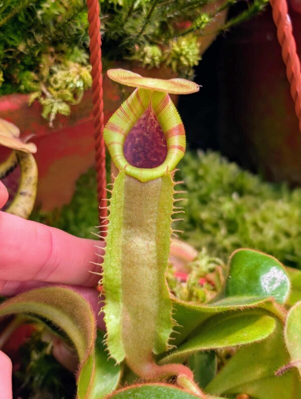 809: N. veitchii (m) x (lowii x veitchii) x boschiana - seedgrown - (15 cm)