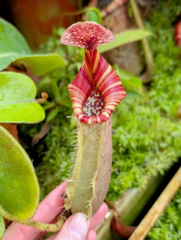 852: N. [(lowii x veitchii) x boschiana] x [(veitchii x maxima) x veitchii] x (eymae x veitchii) (A) - (30 cm)