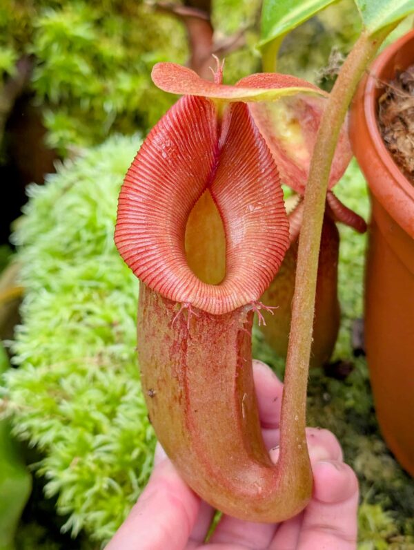742: N. [(Rokko ‘Exotica’ x boschiana) x veitchii] (a) x Sabre ‘Dark Cherry’ – 2nd grex - (23 cm)