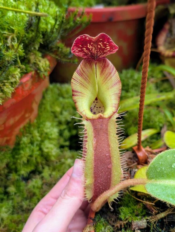 854: N. [(lowii x veitchii) x boschiana] x [(veitchii x maxima) x veitchii] x (eymae x veitchii) (A) - (15 cm)