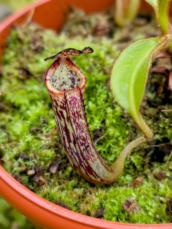 737: N. natural hybrid from Gunung Mantapok - (10cm)