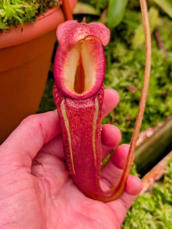 822: N. [(Rokko ‘Exotica’ x boschiana) x veitchii] x {[(lowii x veitchii) x boschiana] x (maxima x mira)} – (21 cm)