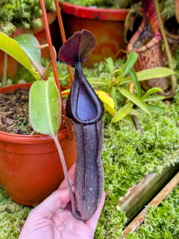 757: N. lingulata x truncata - SG - (21cm)