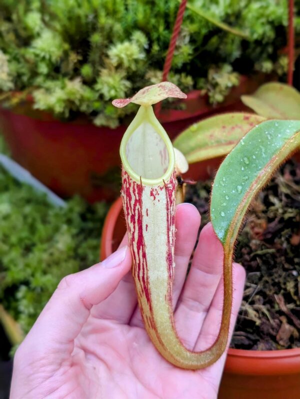 790: N. stenophylla - SG - (19 cm)
