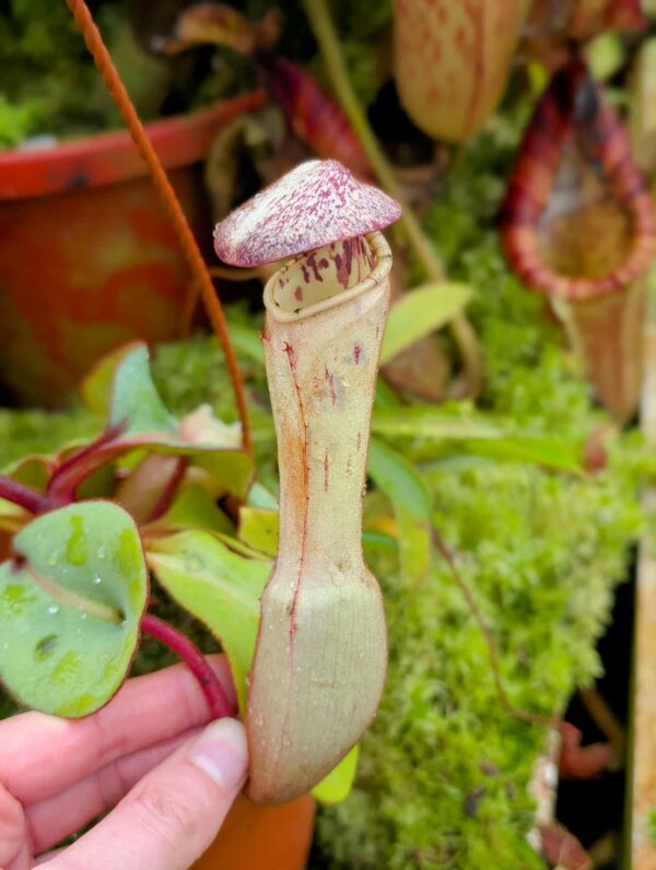 869: N. clipeata  - SG - (16 cm)