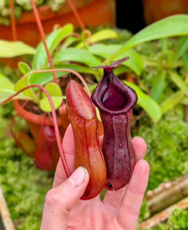 786: N. lowii x ventricosa - red (3 plants) - (21, 17 and 16 cm)