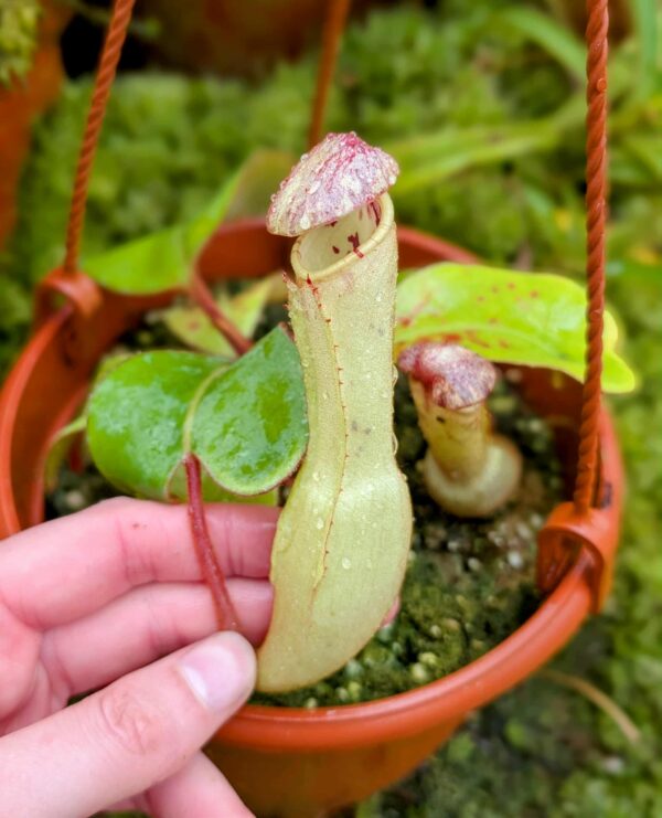 875: N. clipeata  - SG - (16 cm)