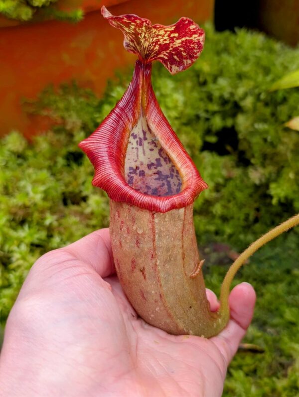 727: N. (veitchii x boschiana) - very squat x [(lowii x veitchii) x campanulata] - (20 cm)