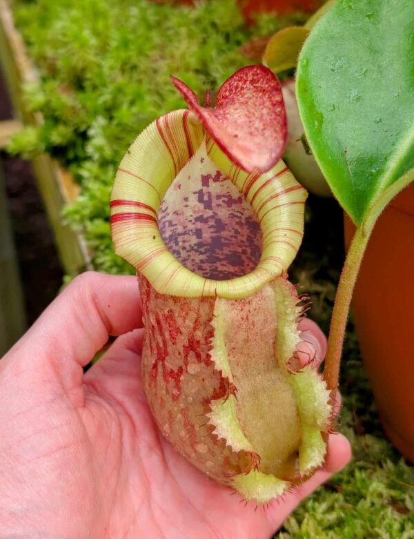 826: N. (veitchii x boschiana) - very squat x [(lowii x veitchii) x campanulata] - (22 cm)