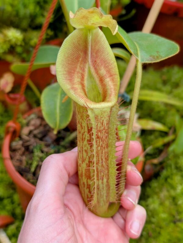 827: N. [(Rokko ‘Exotica’ x boschiana) x veitchii] x {[(lowii x veitchii) x boschiana] x (maxima x mira)} – EP - (31 cm)